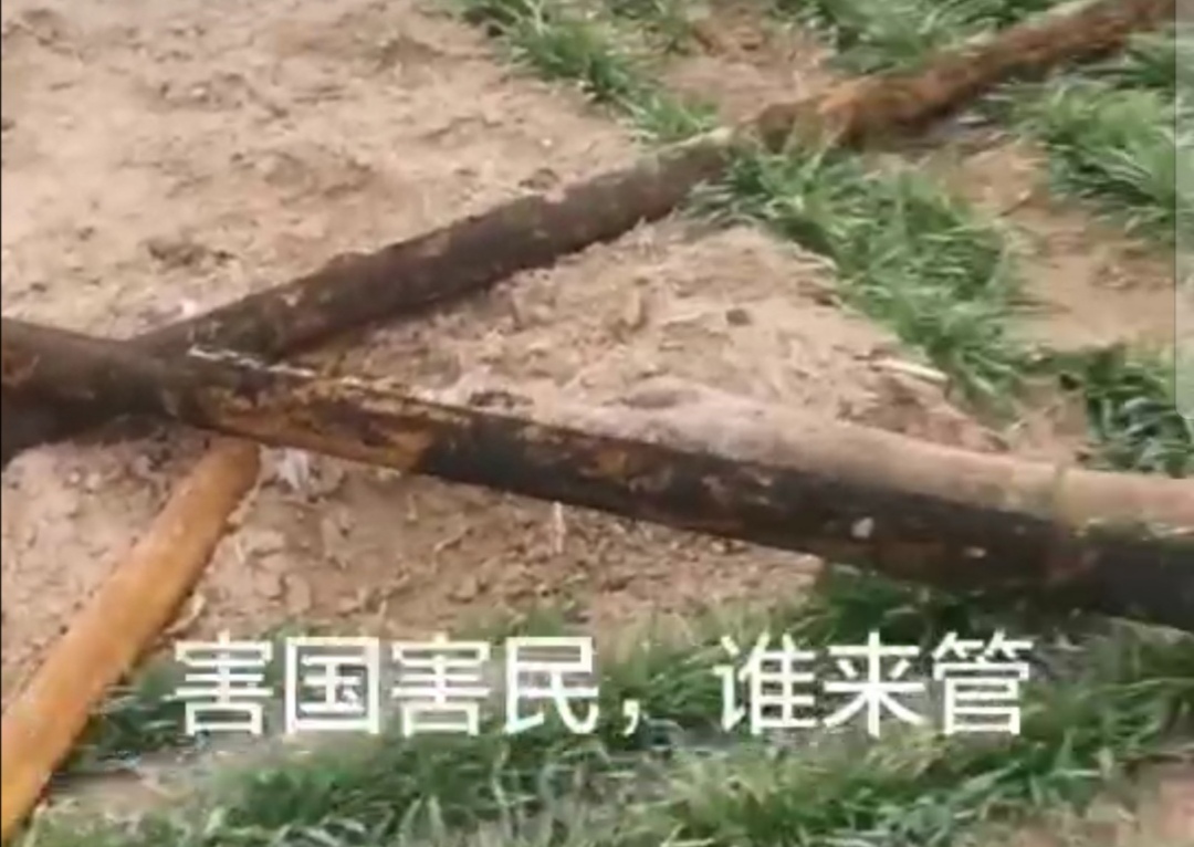 三级在线视频电影